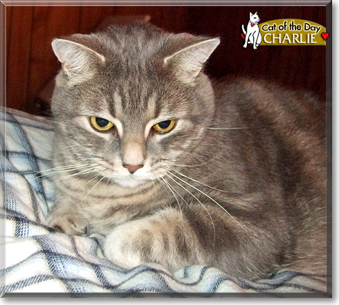 Charlie, the Cat of the Day
