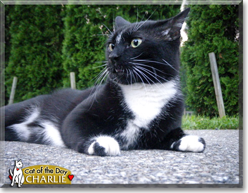 Charlie, the Cat of the Day
