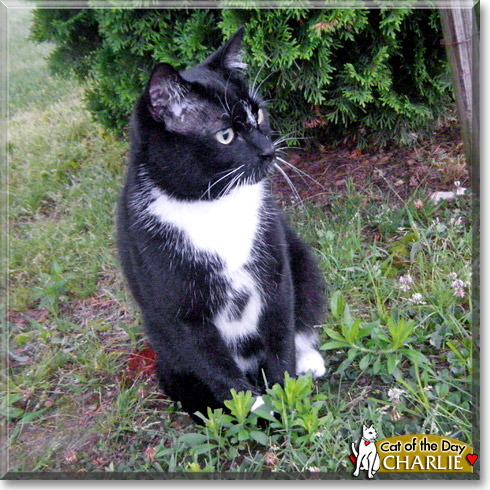 Charlie, the Cat of the Day