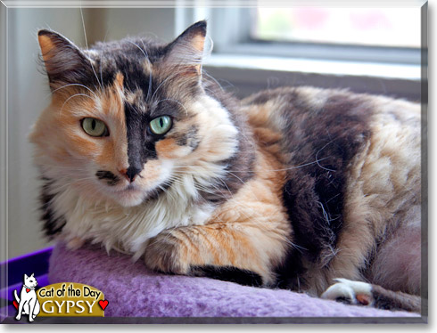 Gypsy, the Cat of the Day
