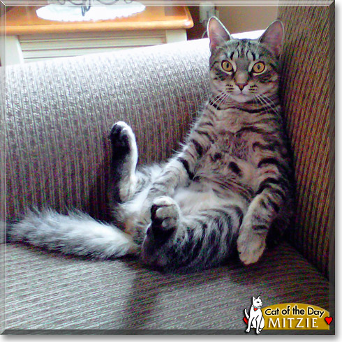 Mitzie, the Cat of the Day