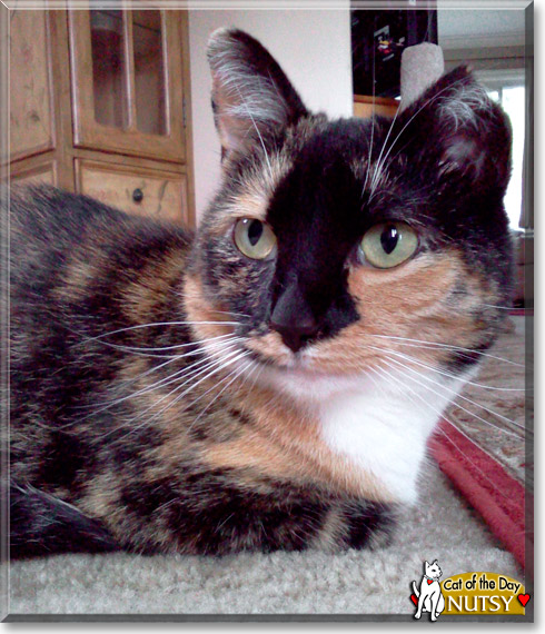 Nutsy, the Cat of the Day