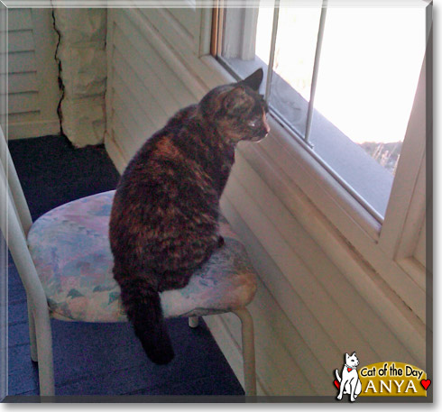 Anya, the Cat of the Day