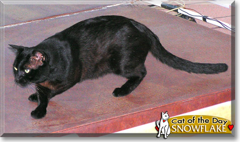 Snowflake, the Cat of the Day