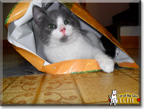 Elfie, the Cat of the Day
