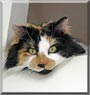 Callie