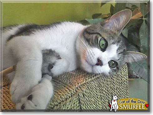 Smurfee, the Cat of the Day Smurfee, the Cat of the Day