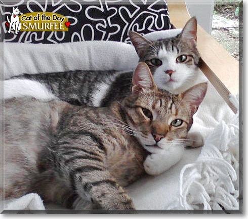 Smurfee, the Cat of the Day Smurfee, the Cat of the Day