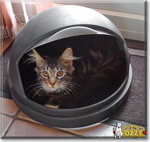 Ozzy, the Cat of the Day