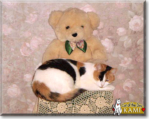 Kami, the Cat of the Day