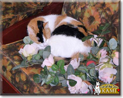 Kami, the Cat of the Day
