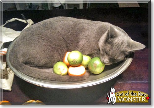 Monster, the Cat of the Day