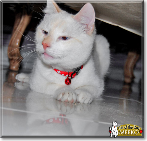 Meeko, the Cat of the Day
