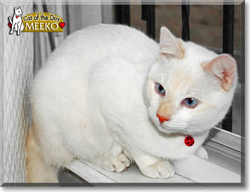 Meeko, the Cat of the Day
