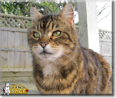 Spicy, the Cat of the Day