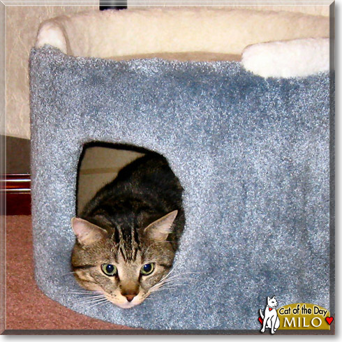 Milo, the Cat of the Day