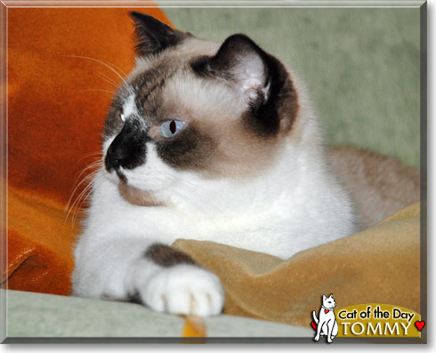 Tommy, the Cat of the Day