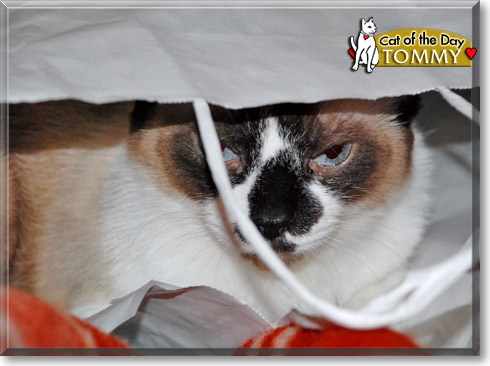 Tommy, the Cat of the Day