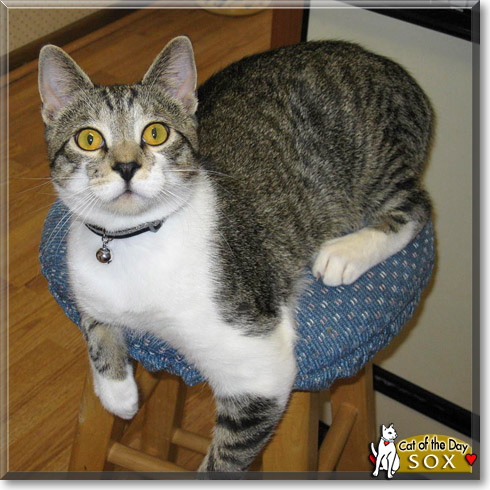 Sox, the Cat of the Day