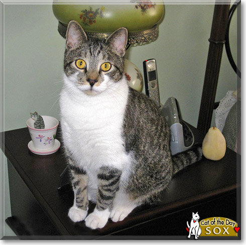 Sox, the Cat of the Day