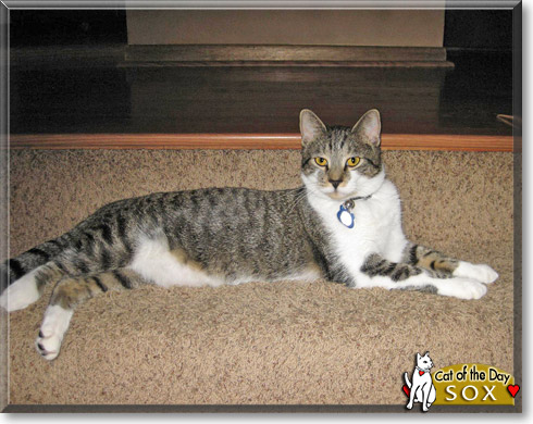 Sox, the Cat of the Day