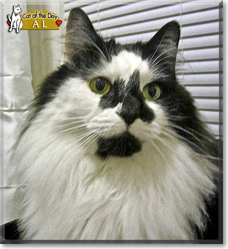 Al, the Cat of the Day