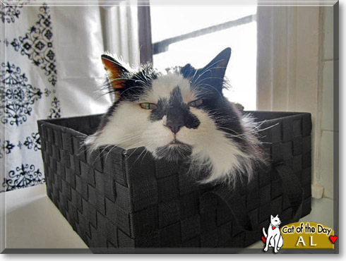 Al, the Cat of the Day