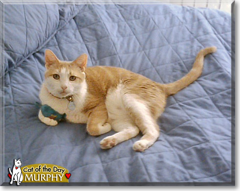 Murphy, the Cat of the Day