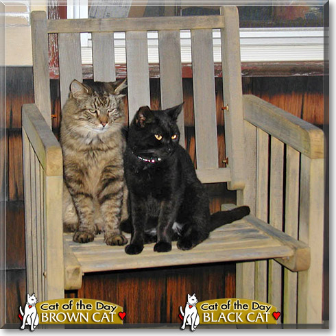 Brown Cat, Black Cat, the Cat of the Day