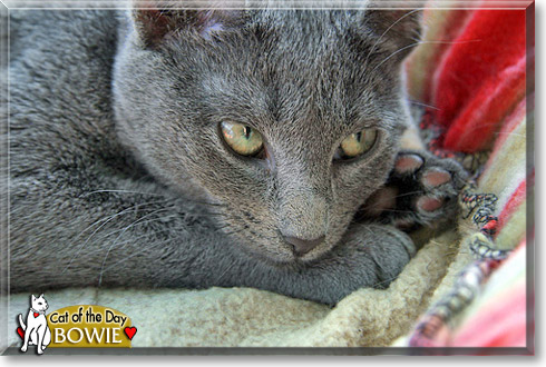 Bowie, the Cat of the Day