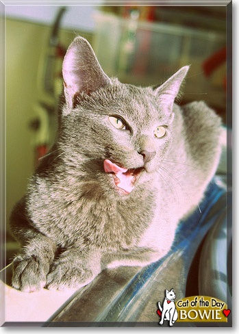 Bowie, the Cat of the Day