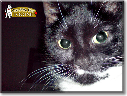 Tootsie, the Cat of the Day