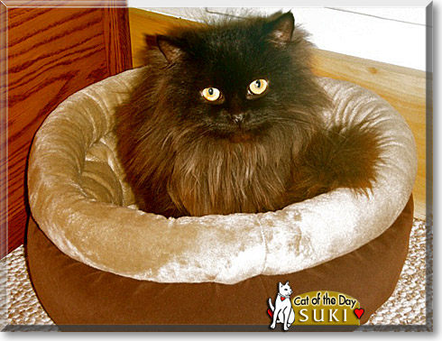 Suki, the Cat of the Day