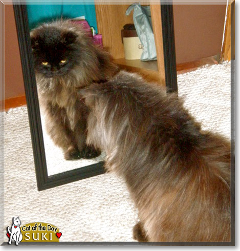 Suki, the Cat of the Day