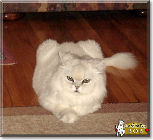 Bob, the Cat of the Day
