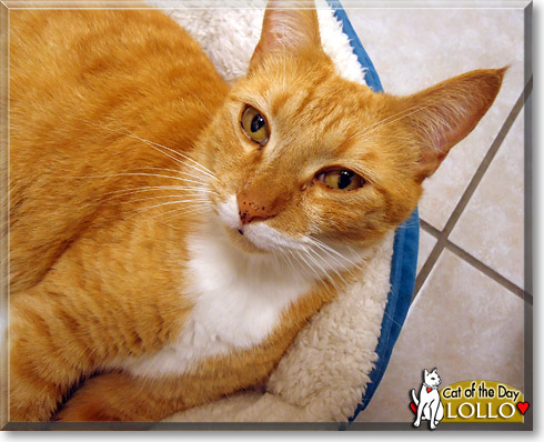 Lollo, the Cat of the Day