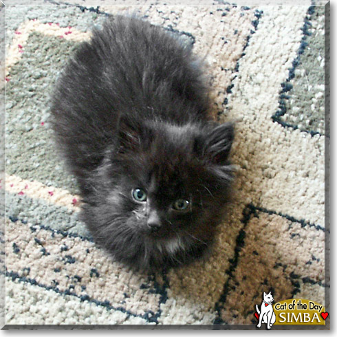 Simba, the Cat of the Day