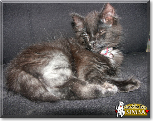 Simba, the Cat of the Day