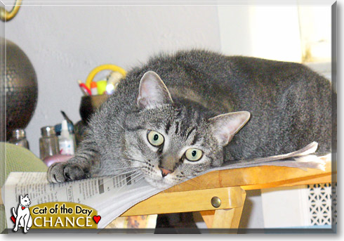 Chance, the Cat of the Day