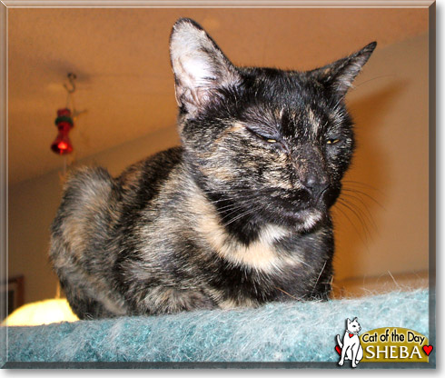 Sheba, the Cat of the Day