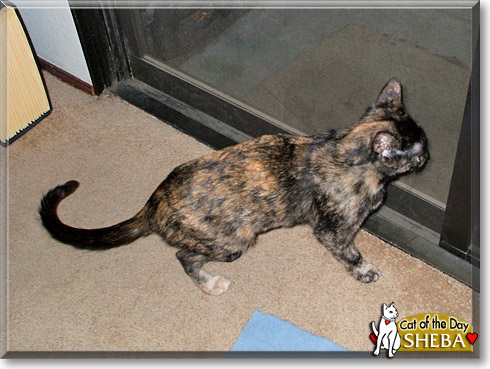 Sheba, the Cat of the Day