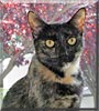 Sheba