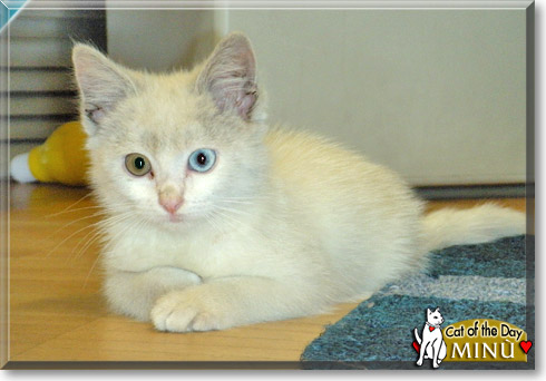 Min&ugrave;, the Cat of the Day