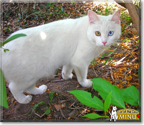 Min&ugrave;, the Cat of the Day