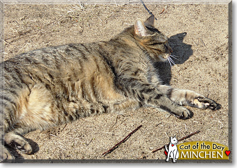 Minchen, the Cat of the Day