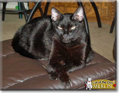 Merlin, the Cat of the Day