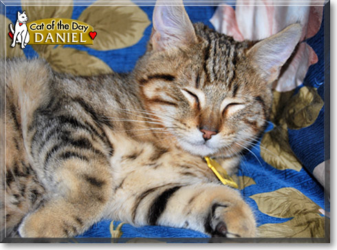 Daniel, the Cat of the Day