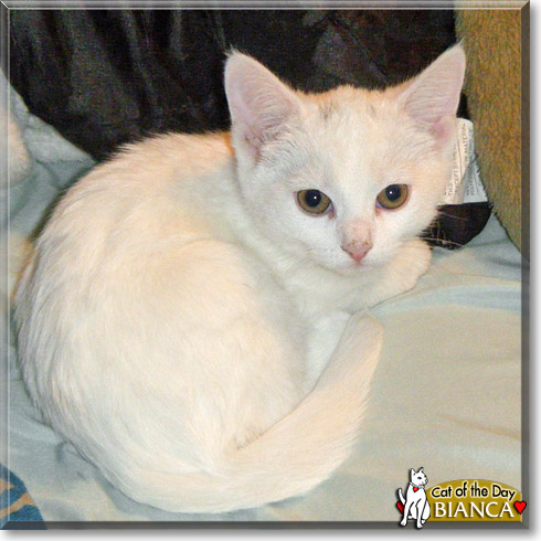 Bianca, the Cat of the Day