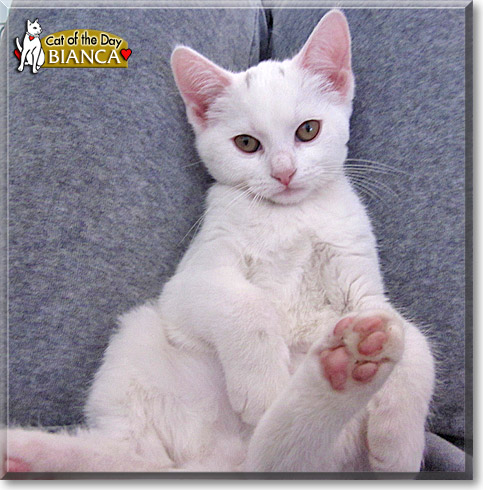 Bianca, the Cat of the Day