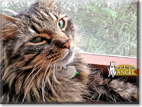 Angel, the Cat of the Day